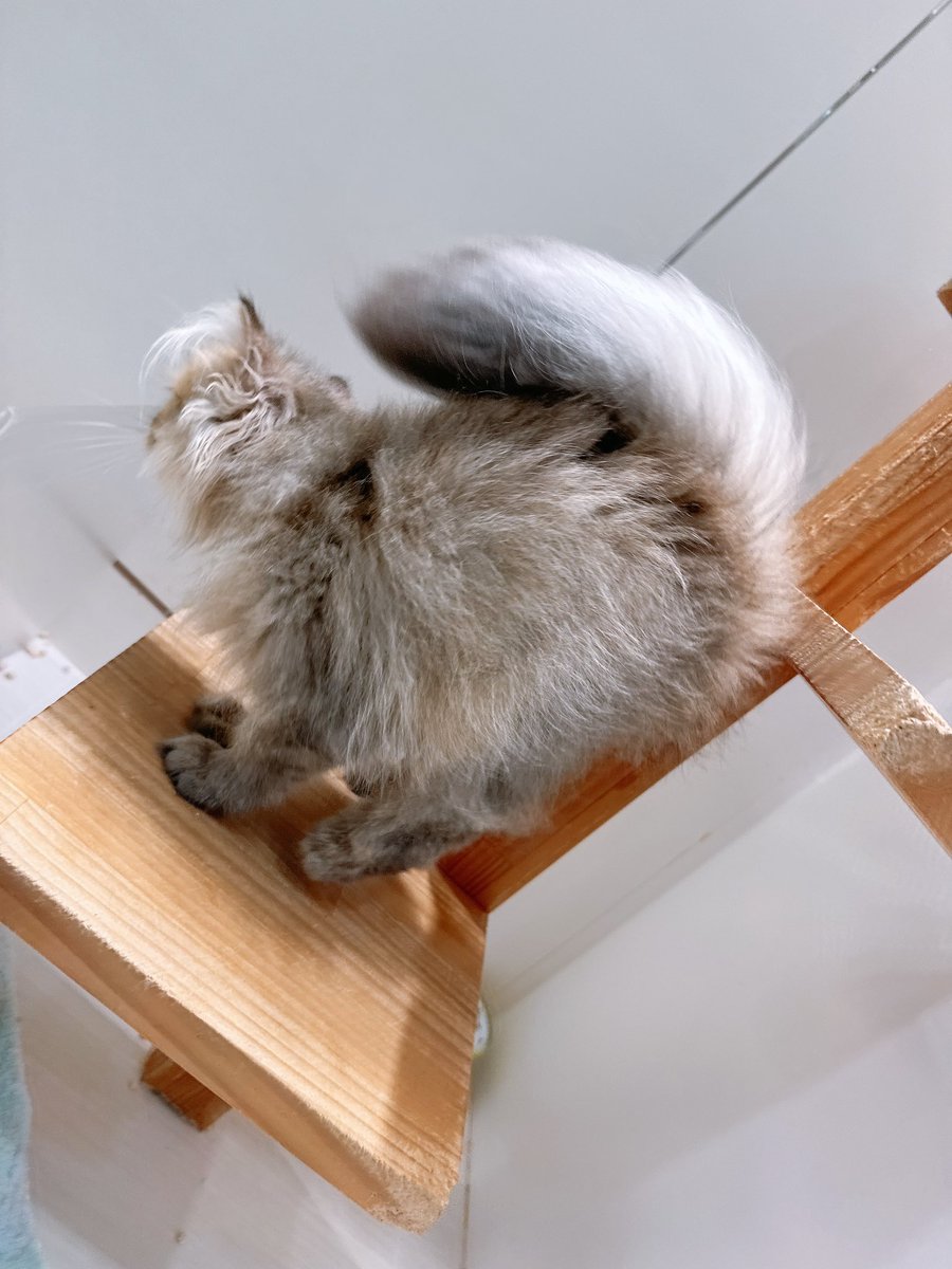 どうしてもこっちを向いてくれない🐈

しっかり休みの日を過ごしました🙋

#猫
#ねこ
#Cats