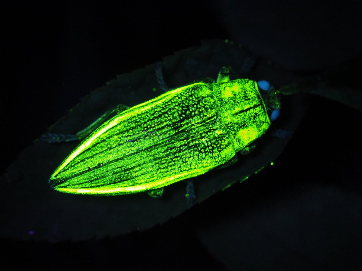 夜にUVライト照らして森を歩いていたら何やら強烈に蛍光するものが

あやしがりて寄りて見るに、なんとアオムネスジタマムシ！！！お前こんなに光るんか……