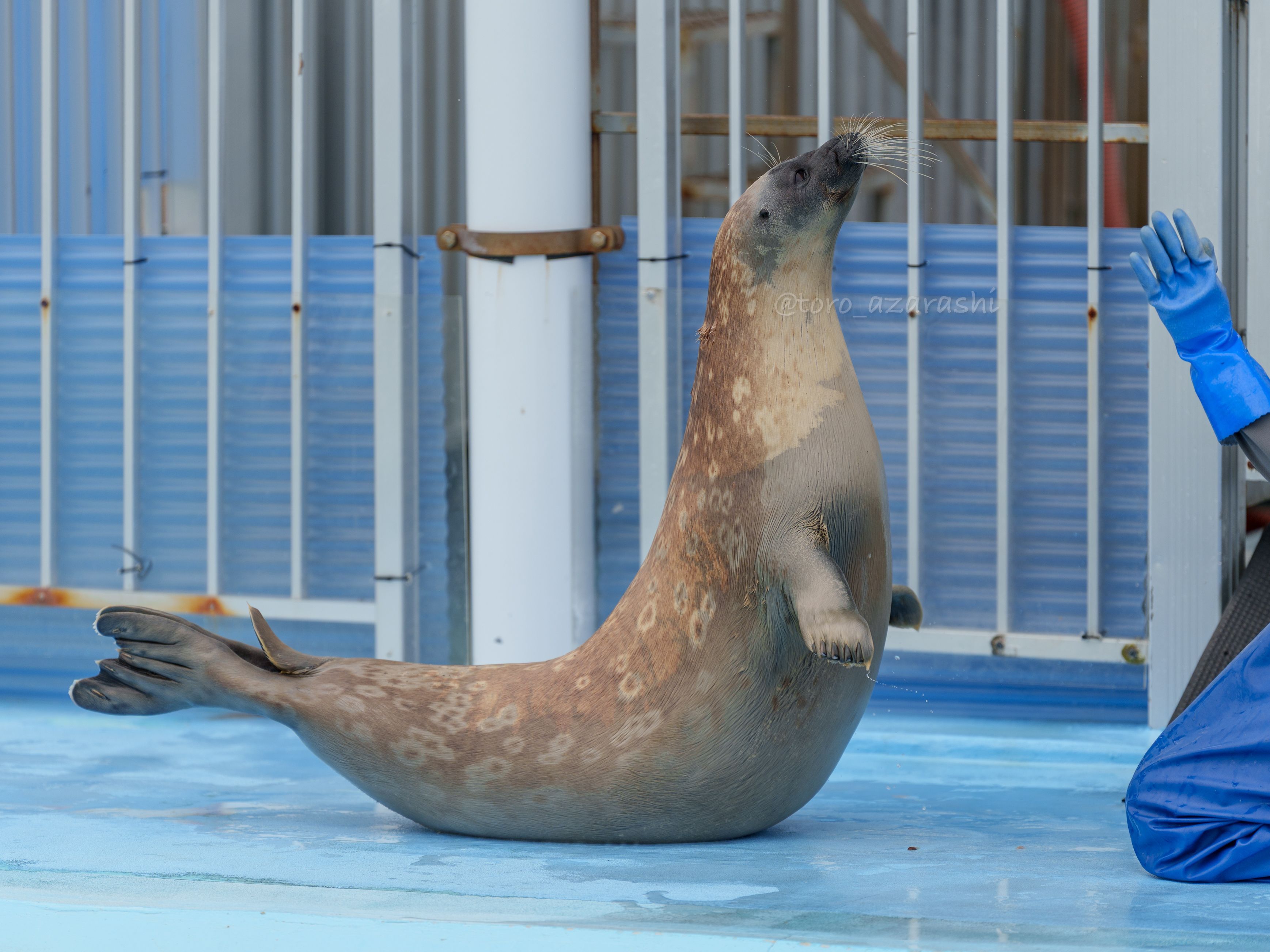 オストハイマー　シカ　アナグマ　ネコ　イヌ　カササギ　ニワトリ オストハイマーシカアナグマネコイヌカササギニワトリ