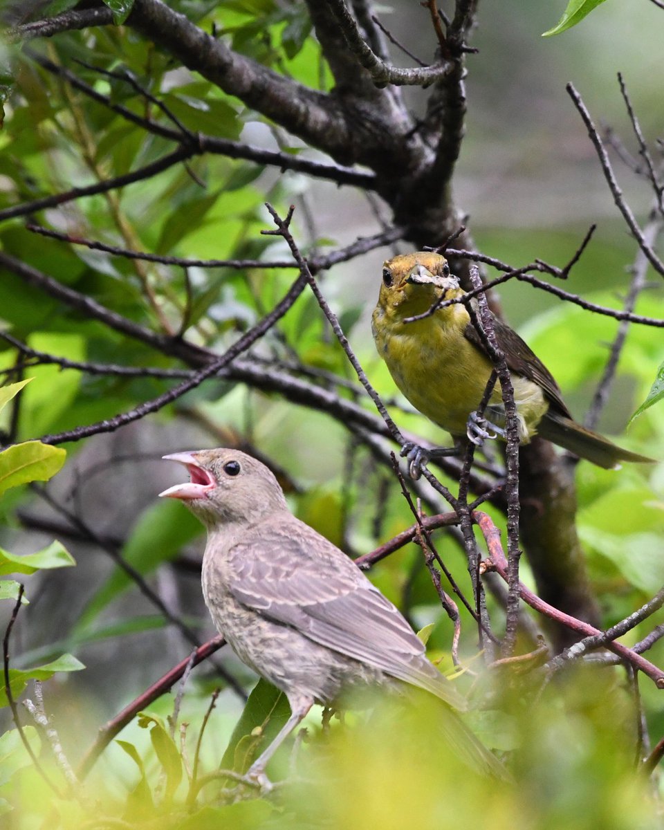 Eastern Shore Land Conservancy tweet media