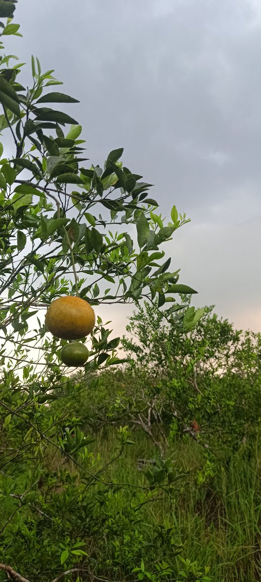 KevinSimusang's tweet image. hapsun rib @Ribka_JKT48 mau jeruk gk ??#Ribply