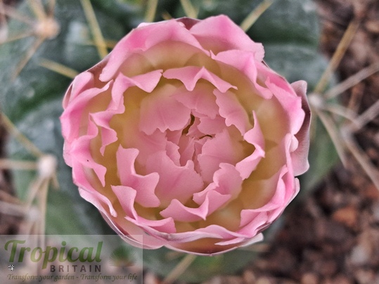 Gymnocalycium horstii
