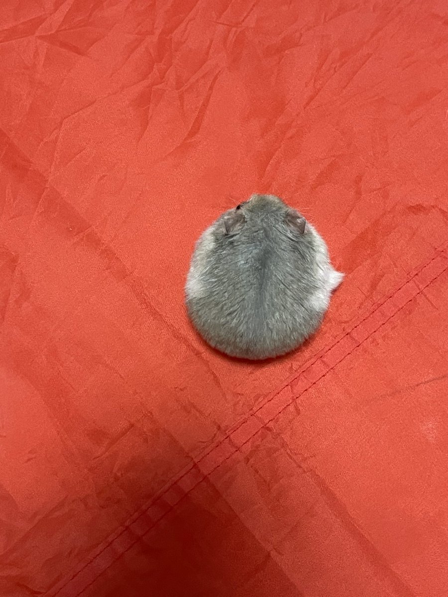 #みんなの丸も見せてほしい