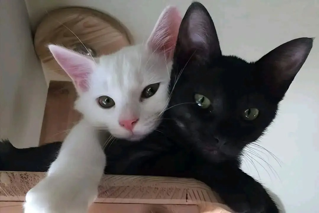 MJ•*¨*•.¸♬︎ Women's shoes adidas ZX Torsion W Maroon/ Shock Pink/ True