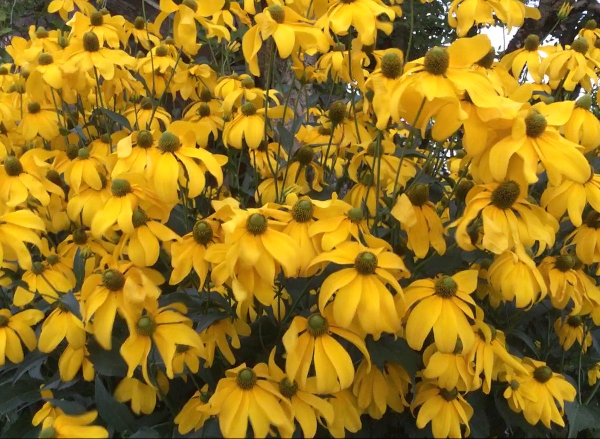 Guten Morgen und einen schönen Sonntag euch allen!
#kleineFreudendesTages 24.08.2025