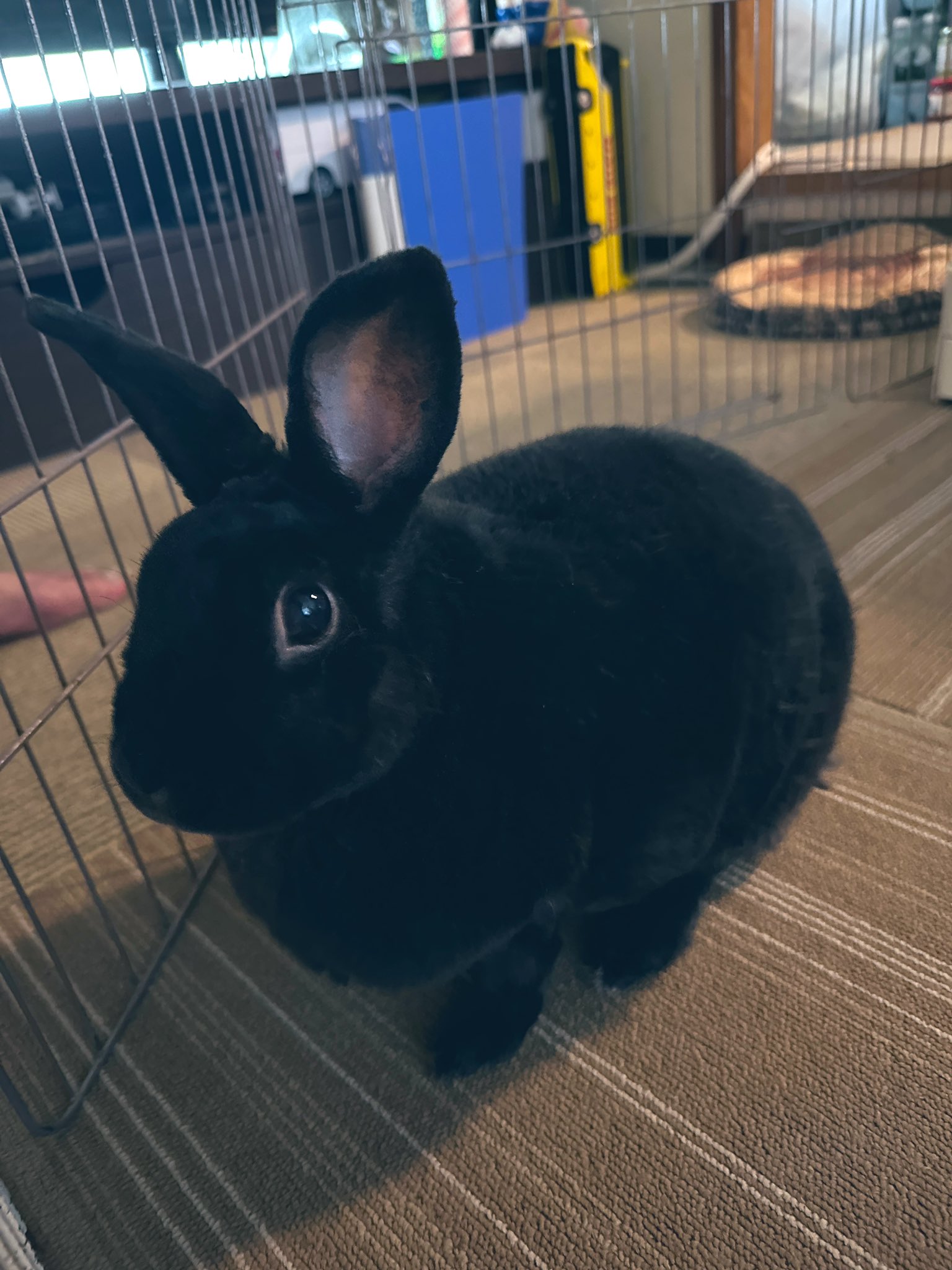 くろいうさぎたち🐰 on X: 