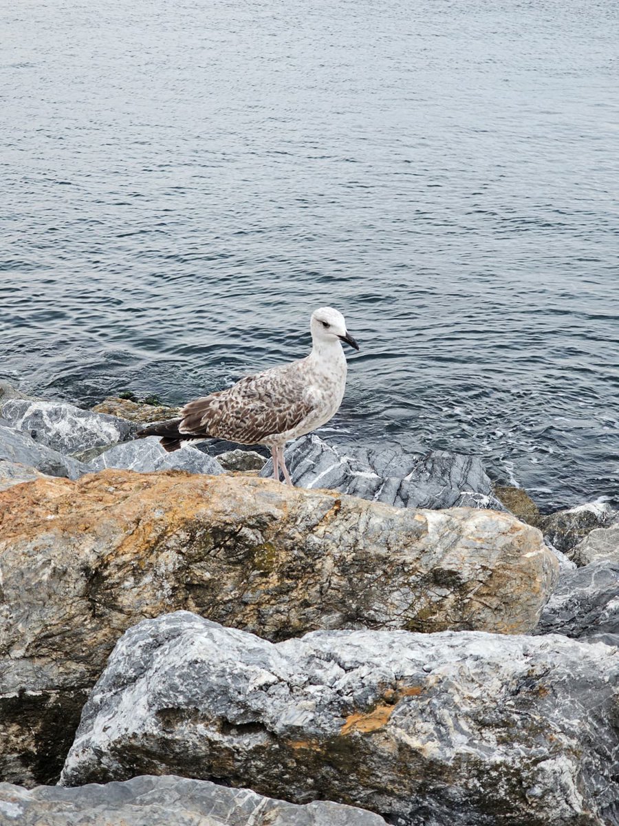 vurulup düşmek de var
ya kanatların varken uçmamak...