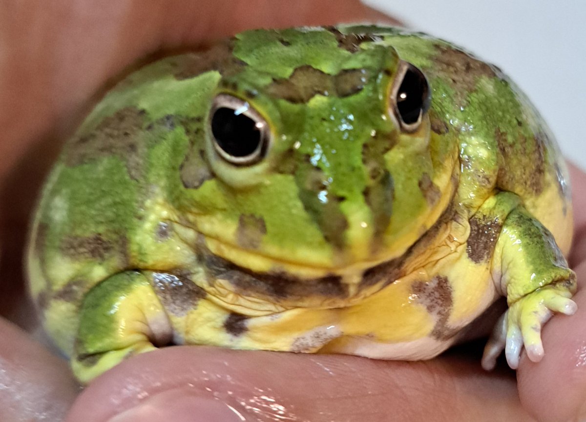 チームイイ男(Team nice guys)
#チャコガエル
#Chacophrys
#たれ
#ちくわ