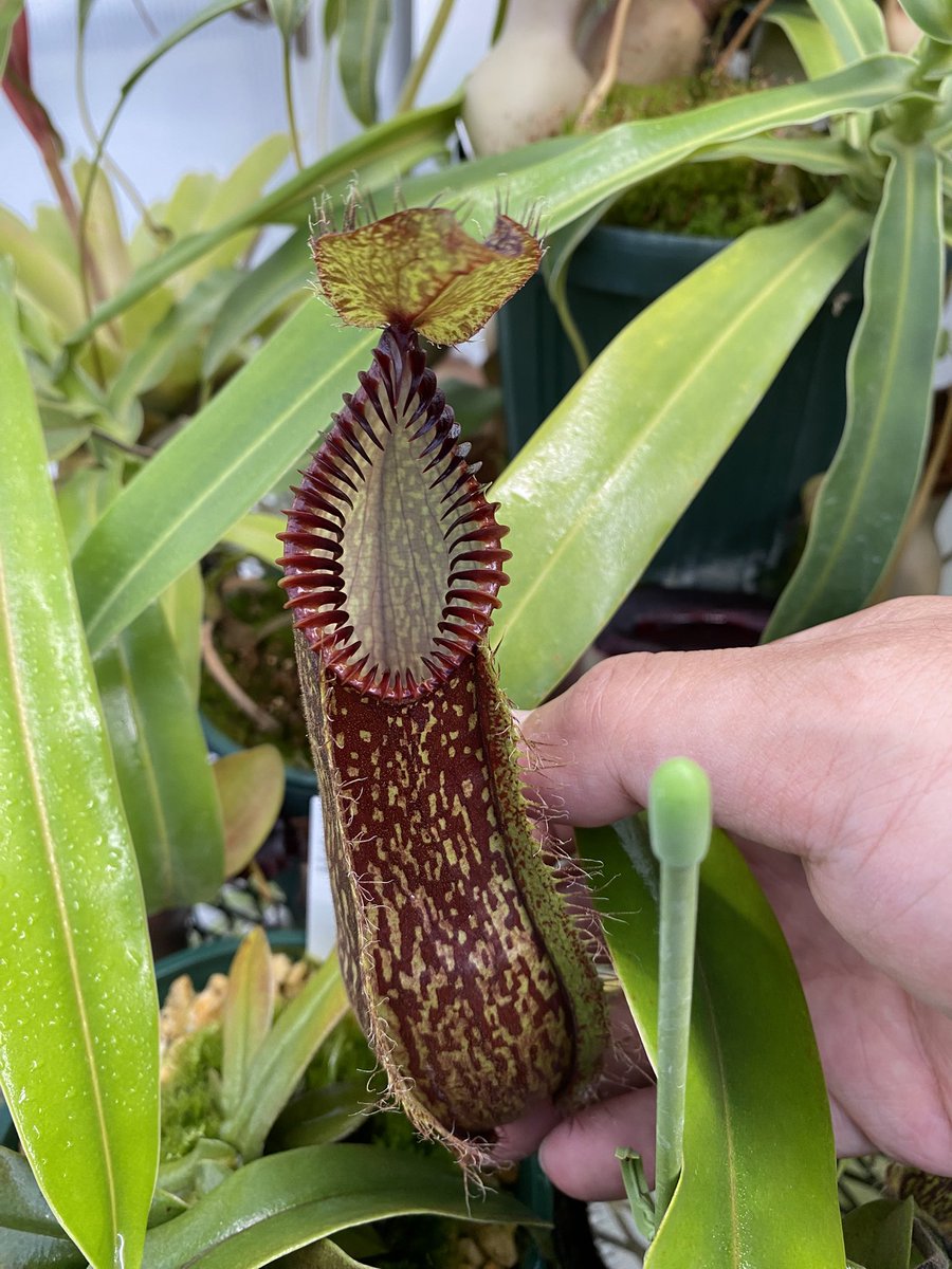 自己主張する植物 Amazon | SZMDLX トマト支柱 植物 園芸 支柱 つる性植物 観葉