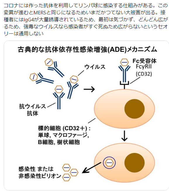私がよく言っている新コロ変異の恐ろしさ。それは新コロにはMERSと違って毒性がある。そのスパイクを保持したまま、MERS特性であるDPP4（ⅭⅮ26）に結合する変異をすること。図がないので私はⅭⅮ32の図解を元にしてるが、それは単にやむを得ずやってる。古典的ADEはCD32。MERSはCD26への親和性出現だ