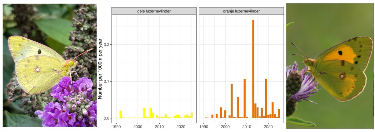 Clouded and Pale Clouded Yellow (C hyale+crocea, gele en oranje luzernevlinder) are migrants in NL and show large year-year fluctuations in density on Dutch Butterfly Monitoring transects. Before 1980 C hyale was considered more abundant, now it is C croceus. 2025 up to now.