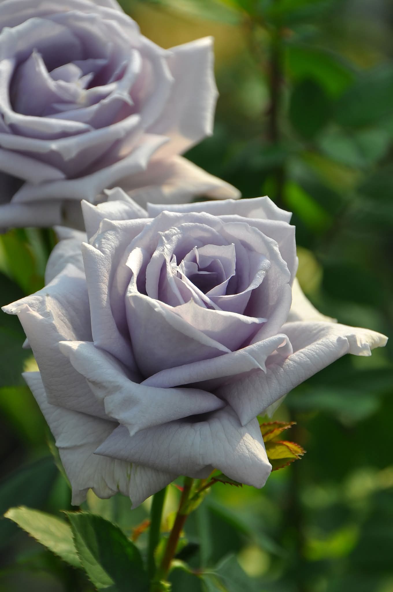 薔薇 ガリカローズ WHITE BEAR