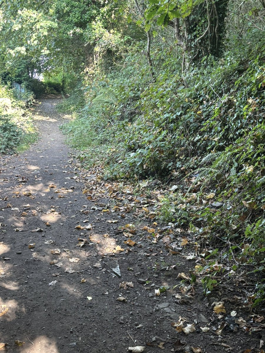Leaves falling early this year.  Time to make the most of the rest of the summer 😎
