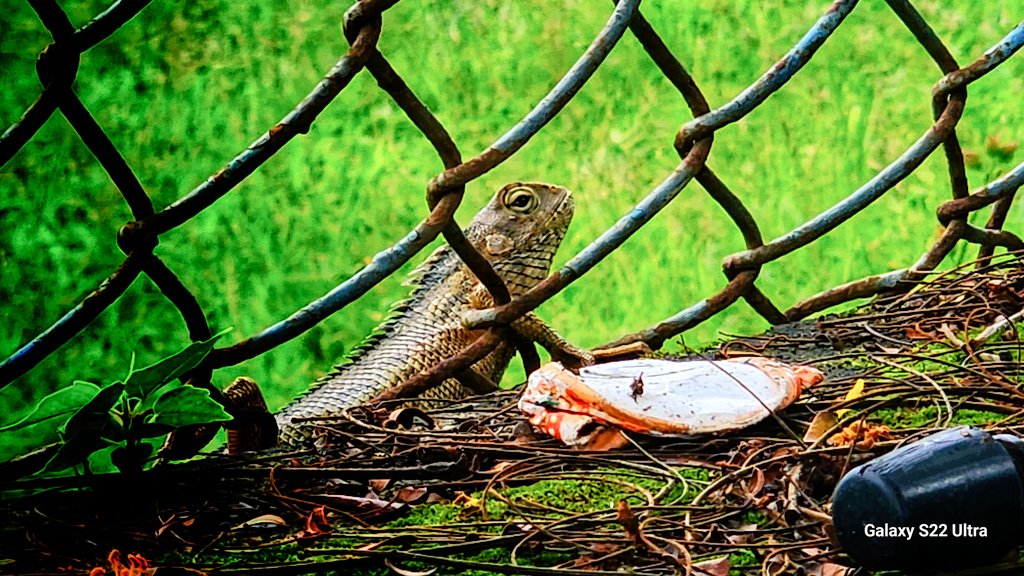 boscofernandes_'s tweet image. Samsung's image analysis and recognition to use AI to erase image data is second to none. I had snapped this on my S22Ultra and wanted to erase the foreground gate mesh and it was able to erase it perfectly.
#Samsung #GalaxyS22Ultra #aiimagerecognition #S22Ultra