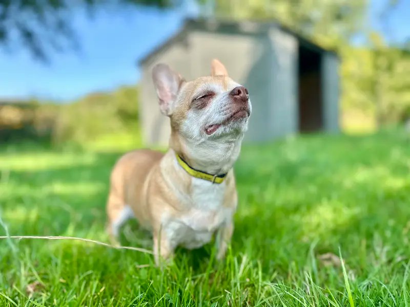 Sweetpea is here to remind you to paws for a minute and enjoy the day 💛

This sweet girl is 10-years-old and currently waiting in a Shoreham foster home for her forever family to come along: bit.ly/4mrS5K1