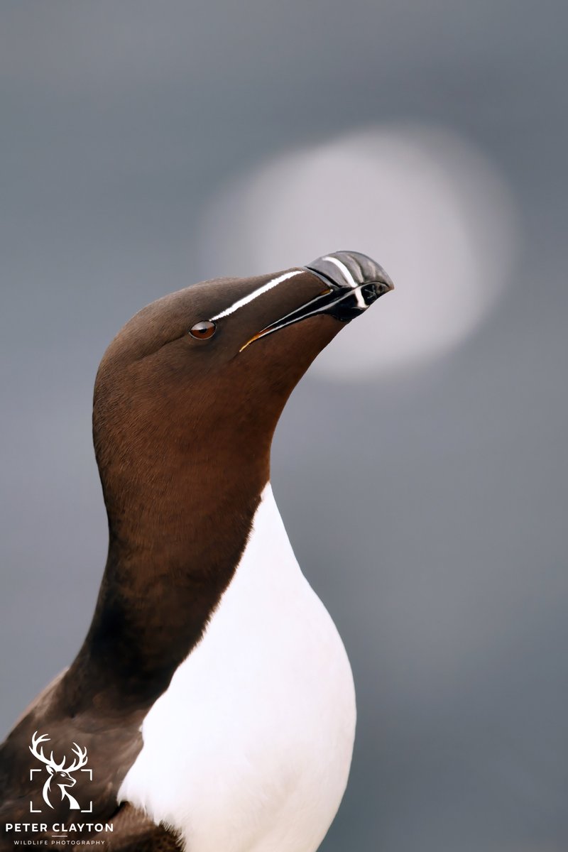 My favourite razorbill portrait to date. The soft white defocused circle behind the bird’s head was assisted by a well timed gannet flying past in the distance. I would love to know what you think #wildlifephotography #naturephotography #razorbill #seabird #birdportrait