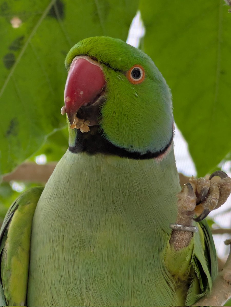 HUAWEI - すかいんこ Amazon.co.jp: セキセイインコ スマホケース Android 手帳型