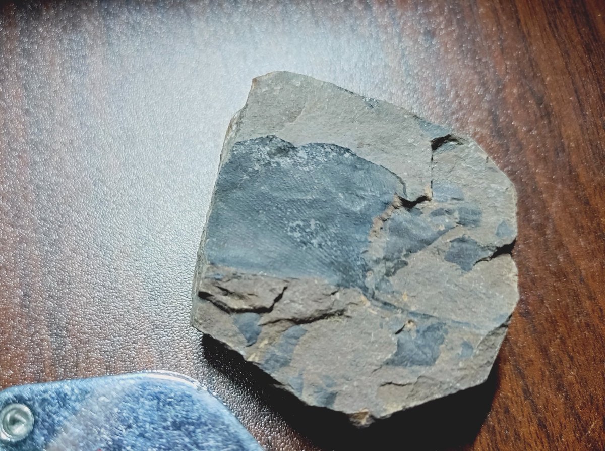 イチョウ
Ginkgo adiantoides
夕張市大夕張
イチョウの葉の化石。標本の裏には"斜D 総排気"と記述されており、シューパロダムの西側の何処かの炭鉱の坑内から産出したものだと思われる。