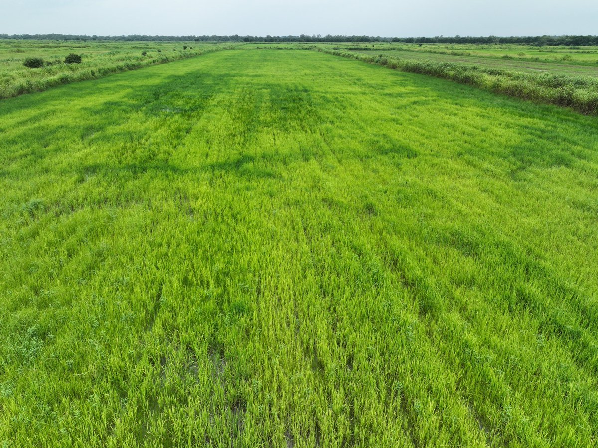 የሩዝ ምርት በበረሃዋ ገነት በጋምቤላ! 

በዘንድሮ የመኸር እርሻ በሀገር አቀፍ ደረጃ ከ1 ነጥብ 4 ሚሊዮን ሄክታር በላይ መሬት በሩዝ ዘር የተሸፈነ ሲሆን ከዚህ ውስጥም ከ1 ነጥብ 2 ሚሊዮን ሄክታር በላይ የሚሆነው መሬት በኩታ-ገጠም (ክላስተር)