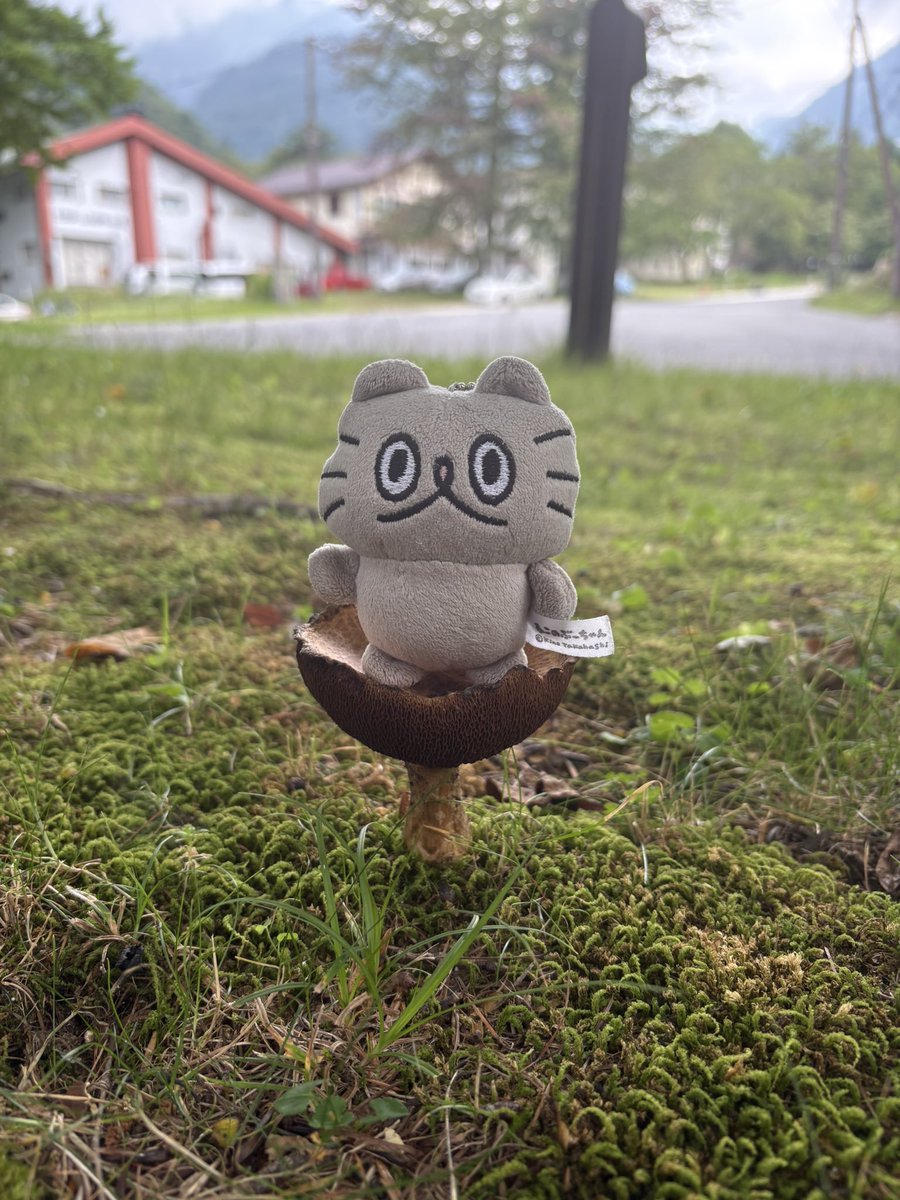 高橋きの 🐟ねこのぶーちゃん♨️ぶ〜の湯ありがとうご