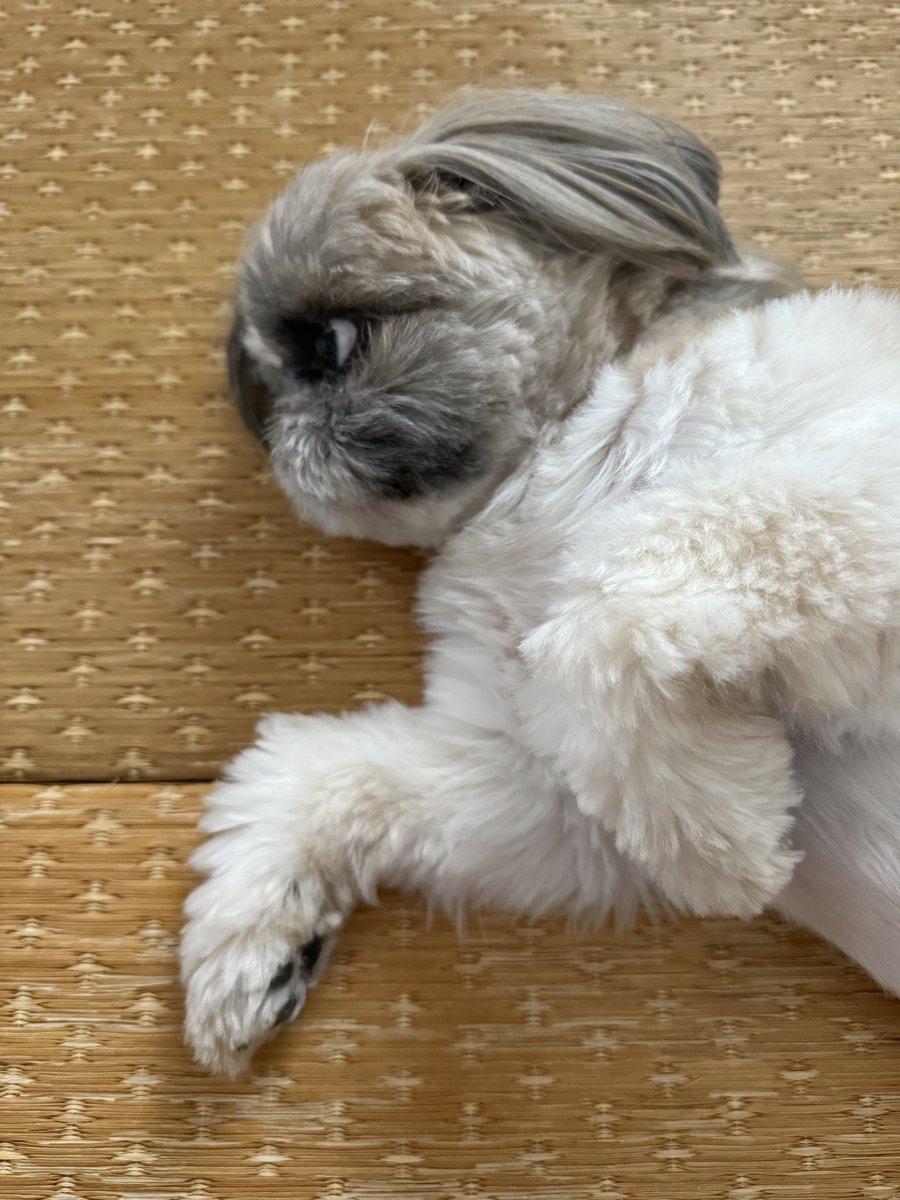オーダー受付　シーズー　ご予約ページ　8/9 シーズーのズーコ♂ (@shih_tzu_co) / X