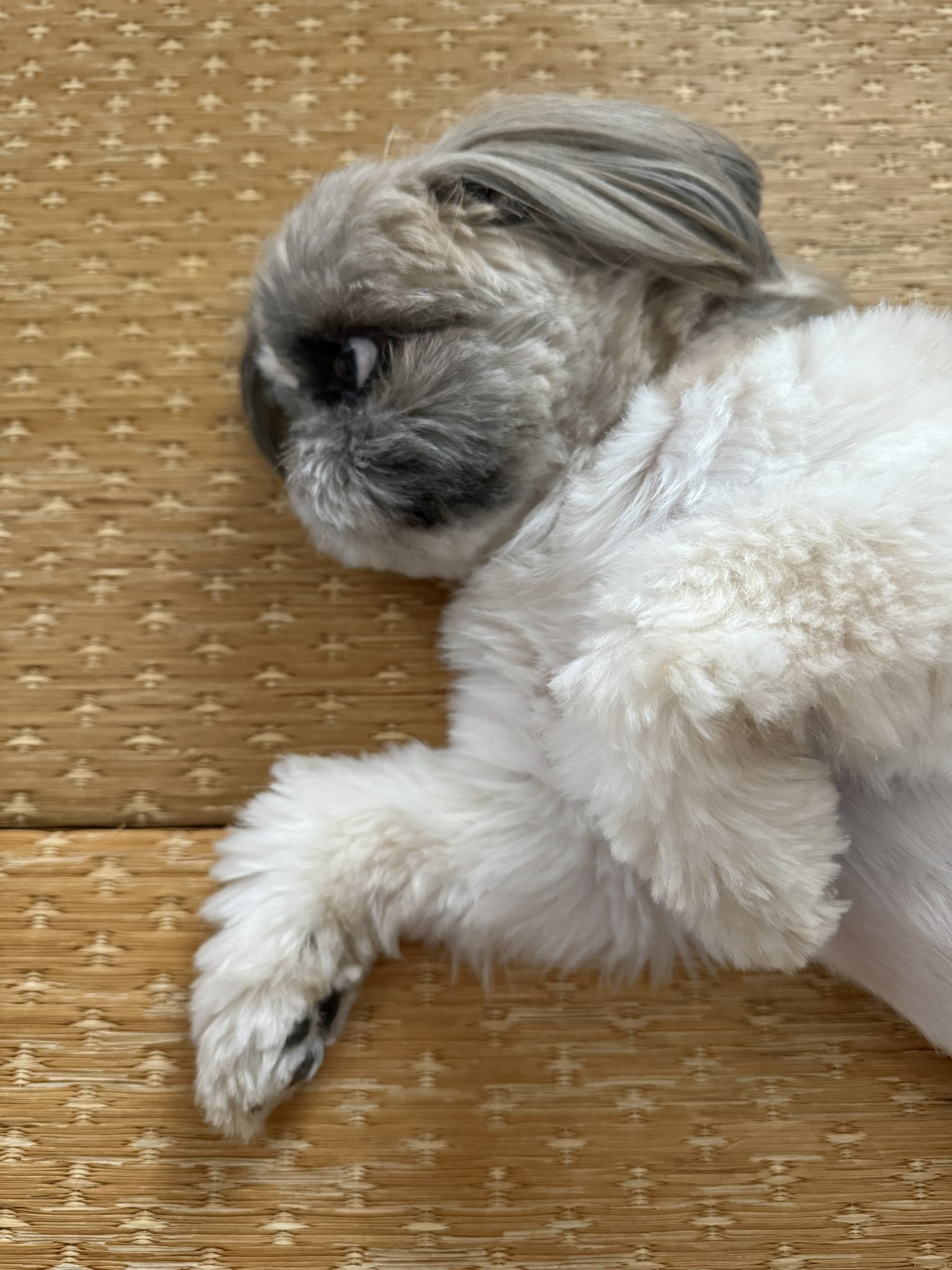 Youkoです。シーズーちゃん お散歩に“意外すぎるモノ”を持っていきたがるシーズーに4.5万