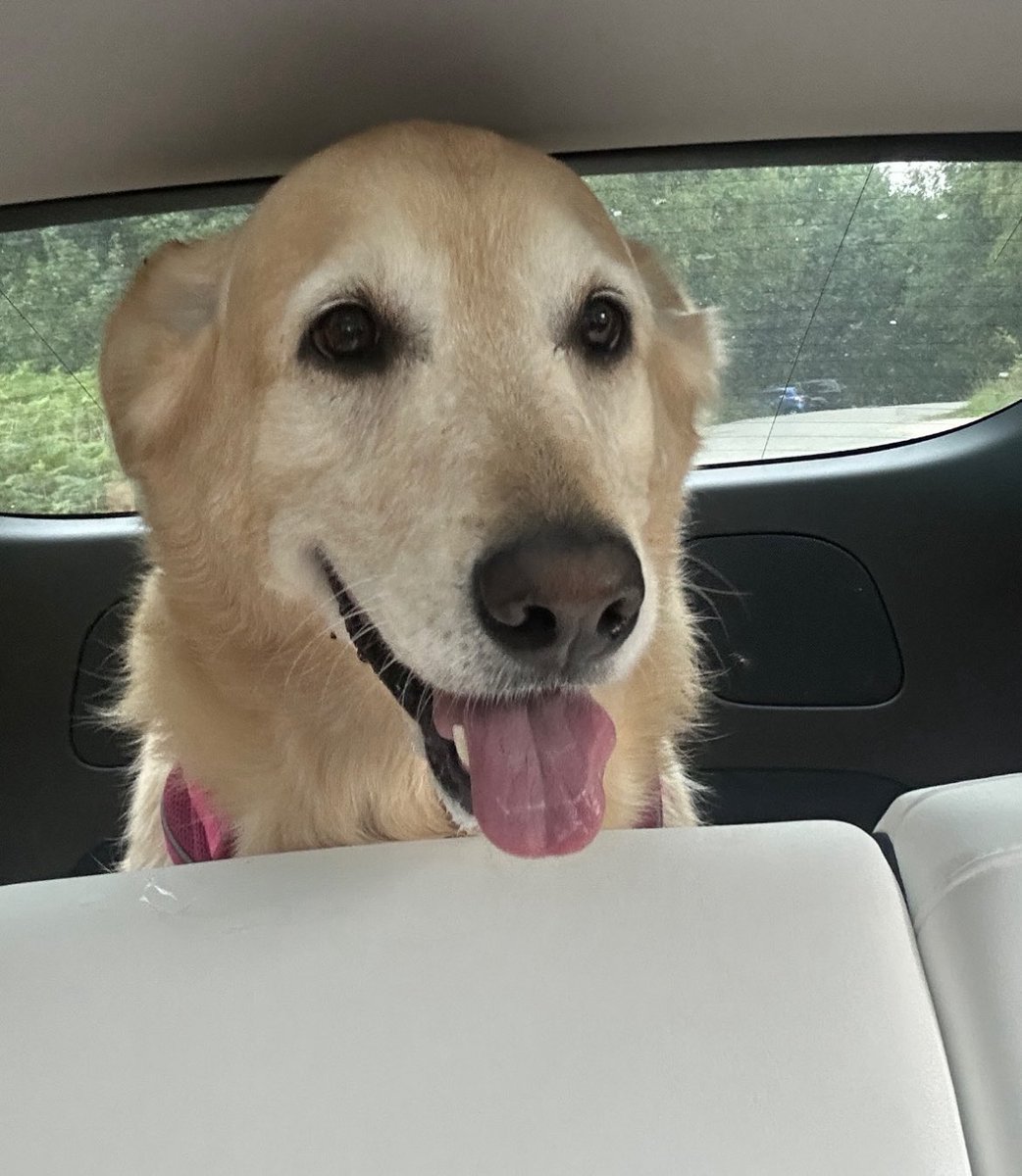 tell my sweet princess she’s a good dog and good girl 💕😭