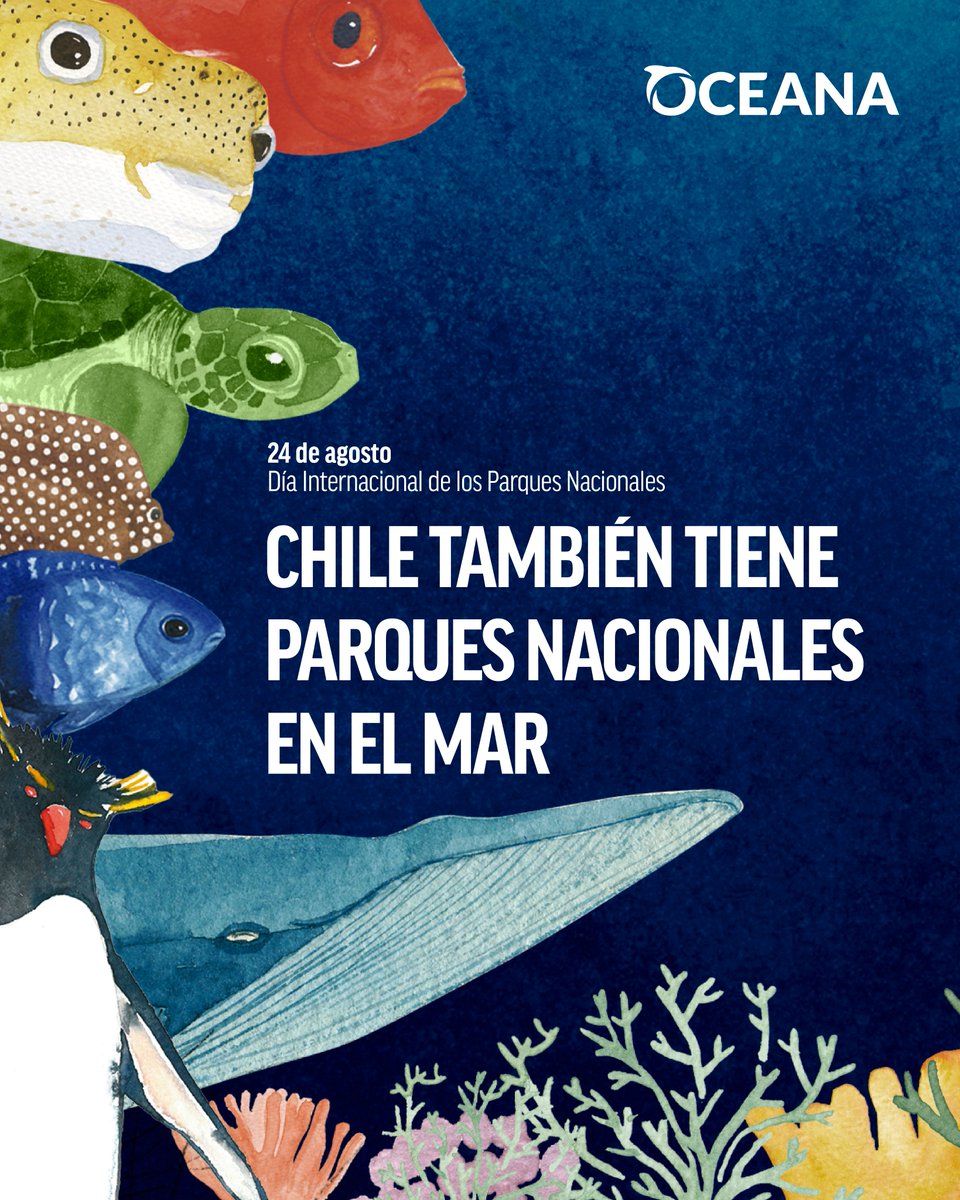 OceanaChile's tweet photo. ¡Chile también tiene parques nacionales en el mar!

Este 24 de agosto, en el Día Internacional de los Parques Nacionales, recordamos que la protección de la naturaleza también se extiende bajo el agua. https://t.co/zpNWClFhId