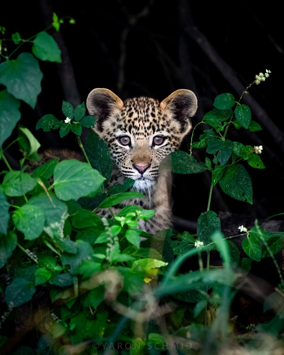 Cute leopard cub photographed in Okavango Delta, Botswana, 5/2025. Credit to Yaron Schmid