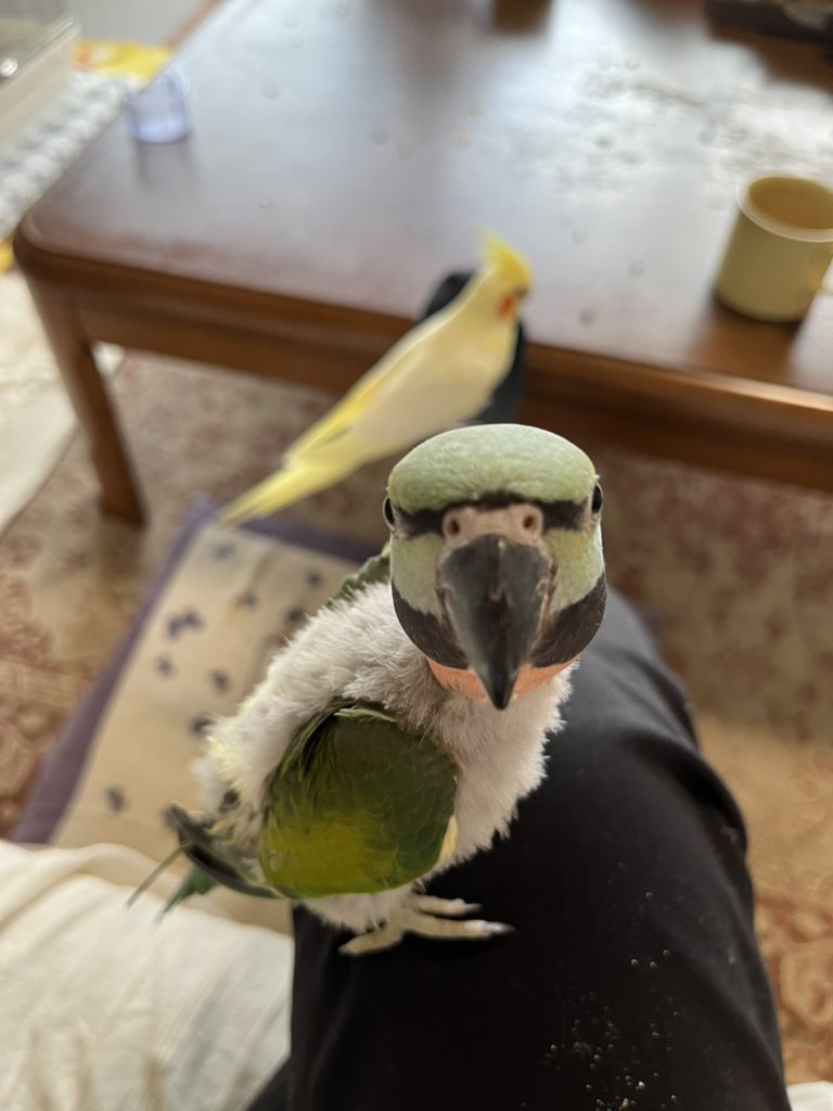 いつきちゃんの情報を拡散いただきありがとうございます。

本日まで目撃情報もなく、羽根も一枚も見つかっていません。

羽根についてですがもしかしたら今胸や背中の羽根をかじってしまっているかもしれません。その場合は写真のようなふわふわな灰色の羽根になります。

#インコ
#迷子
#名古屋市