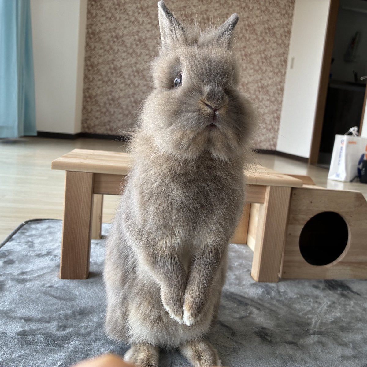 nibiru_rabbit's tweet image. #全日本うたっち選手権