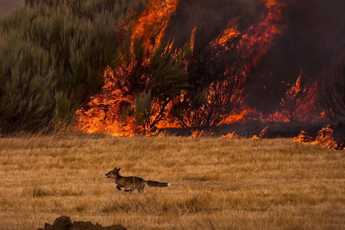 AmaregarDefensoraAnimalista, EcoFeminista (@amaregar) on Twitter photo ¡OURENSE ARDE!
Exigimos que se prohíba la caza de media veda
¿Acaso no están sufriendo suficiente los animales al quedarse sin su hogar?
Que también tienen que ser tiroteados
Un zorro huye del fuego del incendio y del tiroteo de los cazadores
#NONáCAZA
Imagen <a href="/brais_lorenzo/">Brais Lorenzo</a> ¡OURENSE ARDE!
Exigimos que se prohíba la caza de media veda
¿Acaso no están sufriendo suficiente los animales al quedarse sin su hogar?
Que también tienen que ser tiroteados
Un zorro huye del fuego del incendio y del tiroteo de los cazadores
#NONáCAZA
Imagen <a href="/brais_lorenzo/">Brais Lorenzo</a>