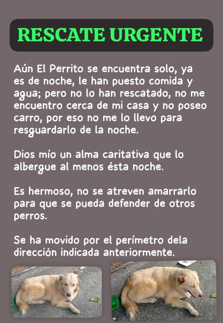Difundimos. Se encuentra por Los Jardines del Valle Calle 8 entre Edif. CTV y CAPANAPARO. No hay número de contacto 🥺