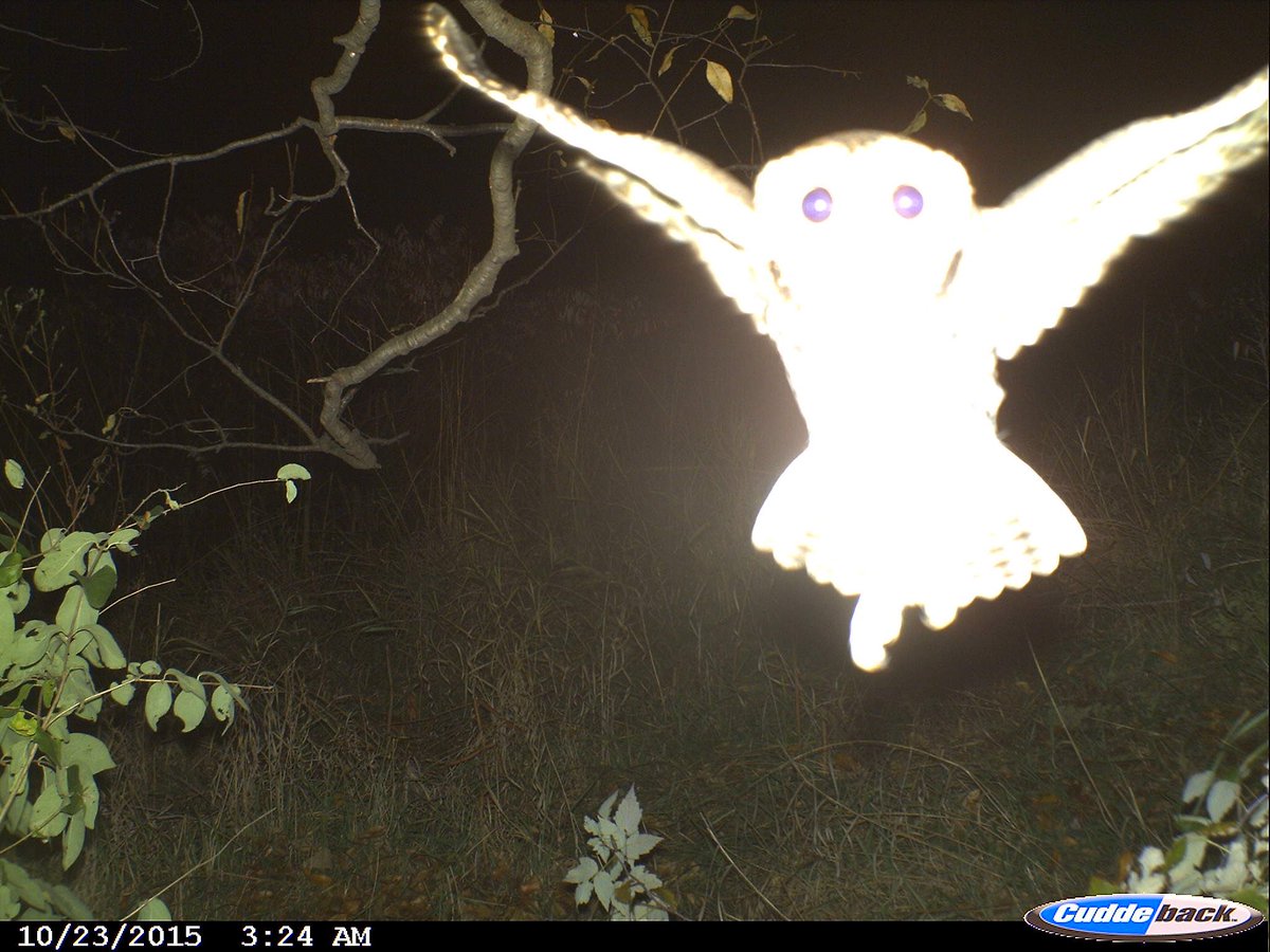 Trail_Cams's tweet image. 