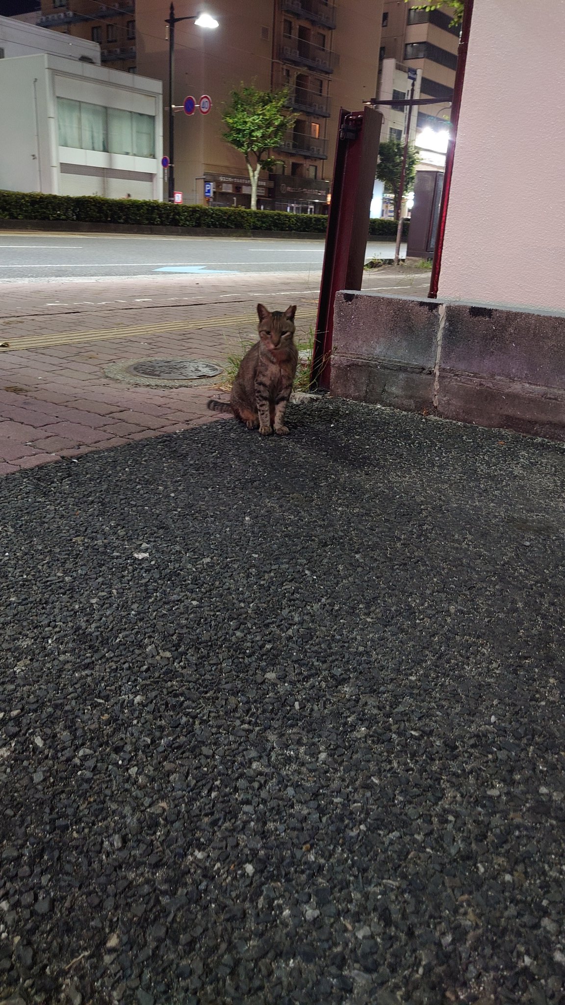 猫A 画像1 ＋ 14 最終値下げしました！ おーが on X: 