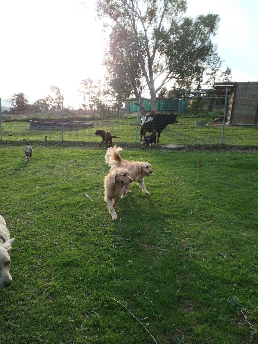 StellaSAdigital's tweet image. SHEKINAH LODGE
PROFESSIONAL FREE RANGE DOG CARE &amp;amp; ETHOLOGIST

• Free range boarding
• Large dogs have 1000sqm garden
• Bachelor and Bachelorettes for non-social dogs
• Dispense dog medication if required

youtube.com/shorts/rgQ_tBw…

#openground #spacetoplay #puppy #holiday #spar