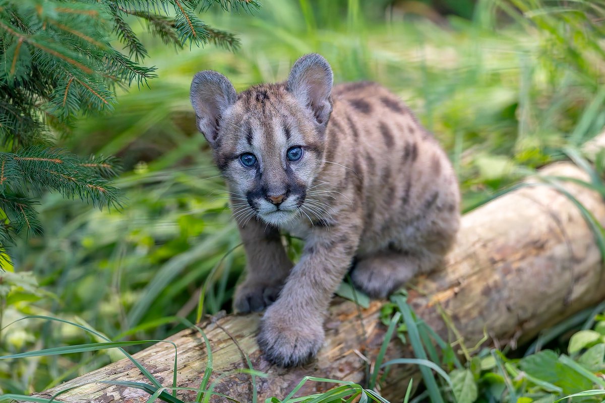 盛岡市動物公園といえばピューマの赤ちゃんが話題ですが、その隣にいるオオツノヒツジもかっこいいのでおすすめです しかも激レア！日本の動物園 で見られるのは2園だけです, image size:1200x800