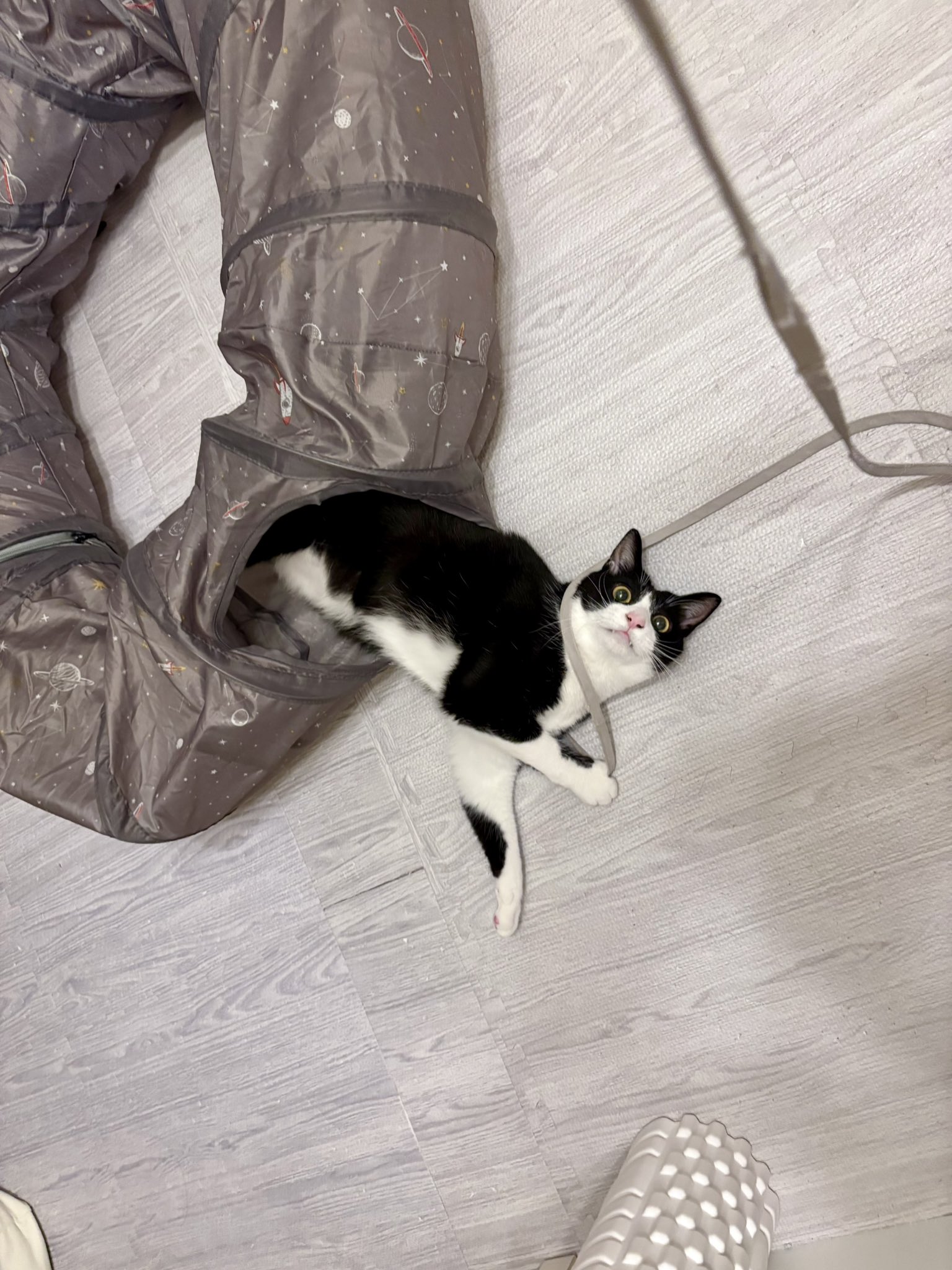 ハチワレ猫ちゃん ティーコゼー Amazon.co.jp: 【BESTEVER】プレミアムキティ Premium Kitty