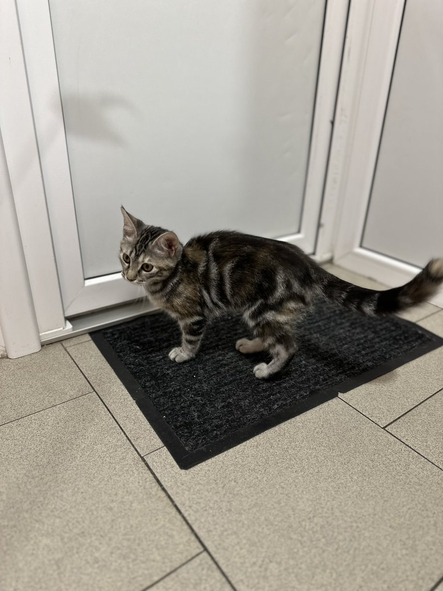 Мені потрібна допомога.

Я готова платити за перетримку +корм+наповнювач+іграшки+смаколики для кошенят теж від мене.

‼️ Будь ласка, запитайте родичів можливо у них є можливість подбати про кошенят (ТИМЧАСОВО).
Можу привезти у ваше місто.

0639661606 viber/whatsapp
Катя