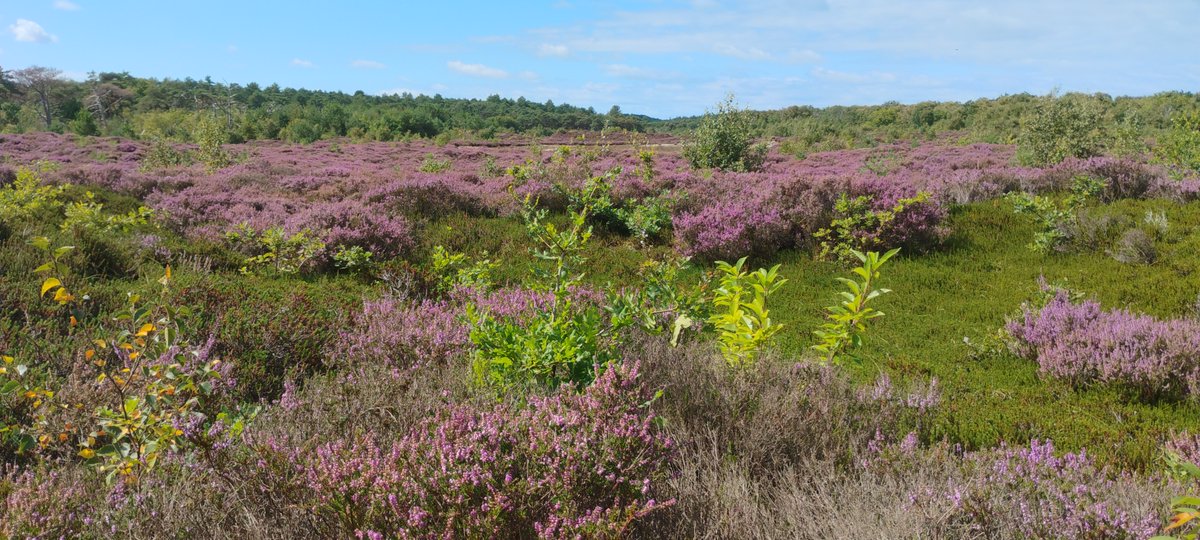 Lekker gewandeld bij Schoorl