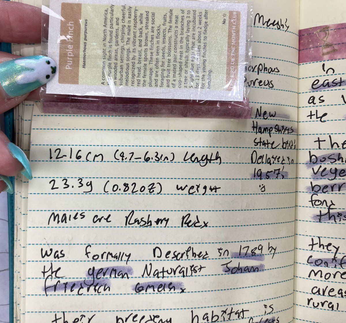 The last bird from <a href="/cookiedoves/">m e e s h 🕊</a> bronzewing set! I saved this one for
last as its my homes state bird! I was born and raised in New Hampshire so this little bird means so much to me!