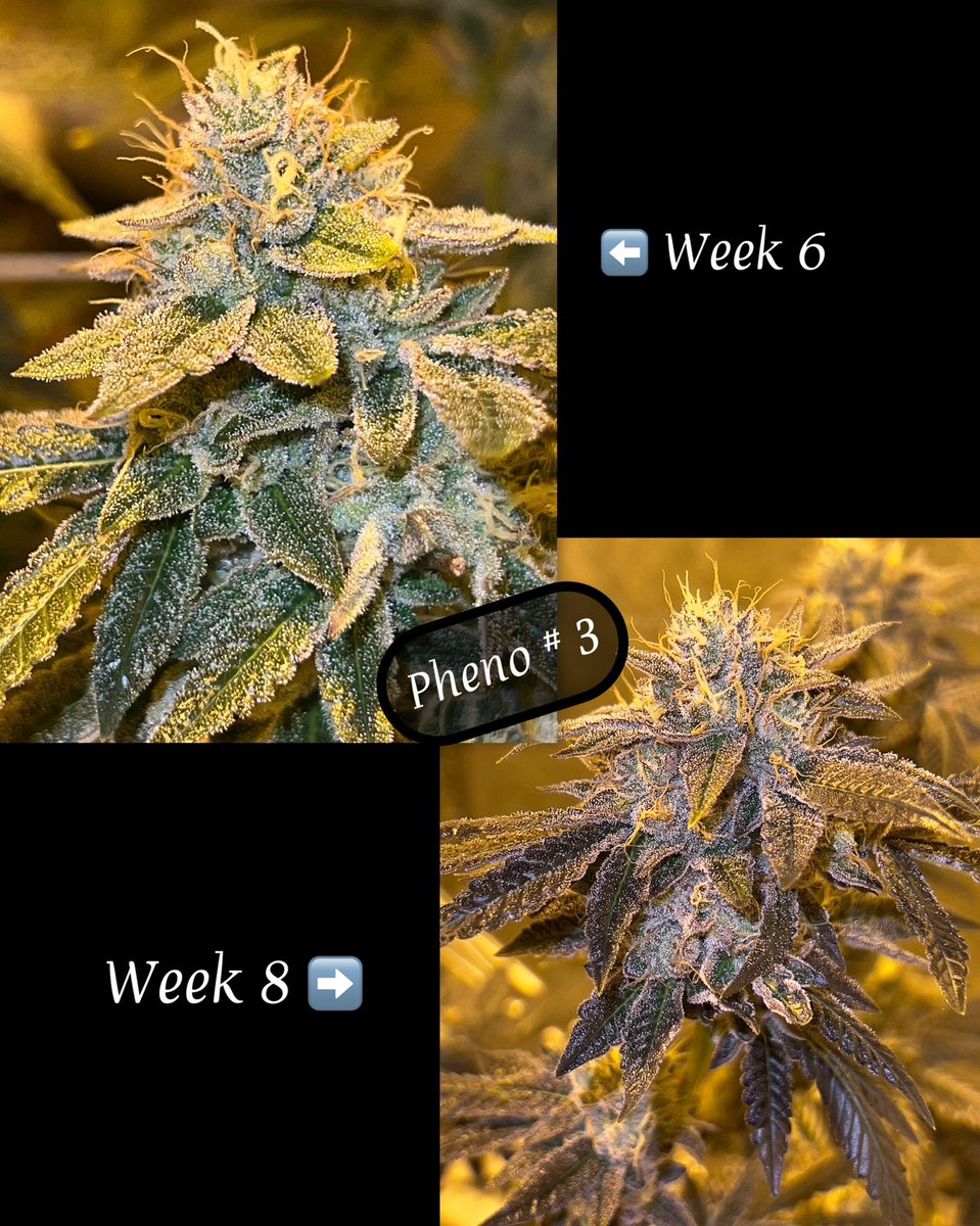 The Enlightened Voice (@enlightenedvoic) on Twitter photo Prism Oz X Bubbaface Week 8*
Pheno #3
#oldlinereserve #mmemberville #theenlightenedvoice #weedtwitter #homegrow Prism Oz X Bubbaface Week 8*
Pheno #3
#oldlinereserve #mmemberville #theenlightenedvoice #weedtwitter #homegrow