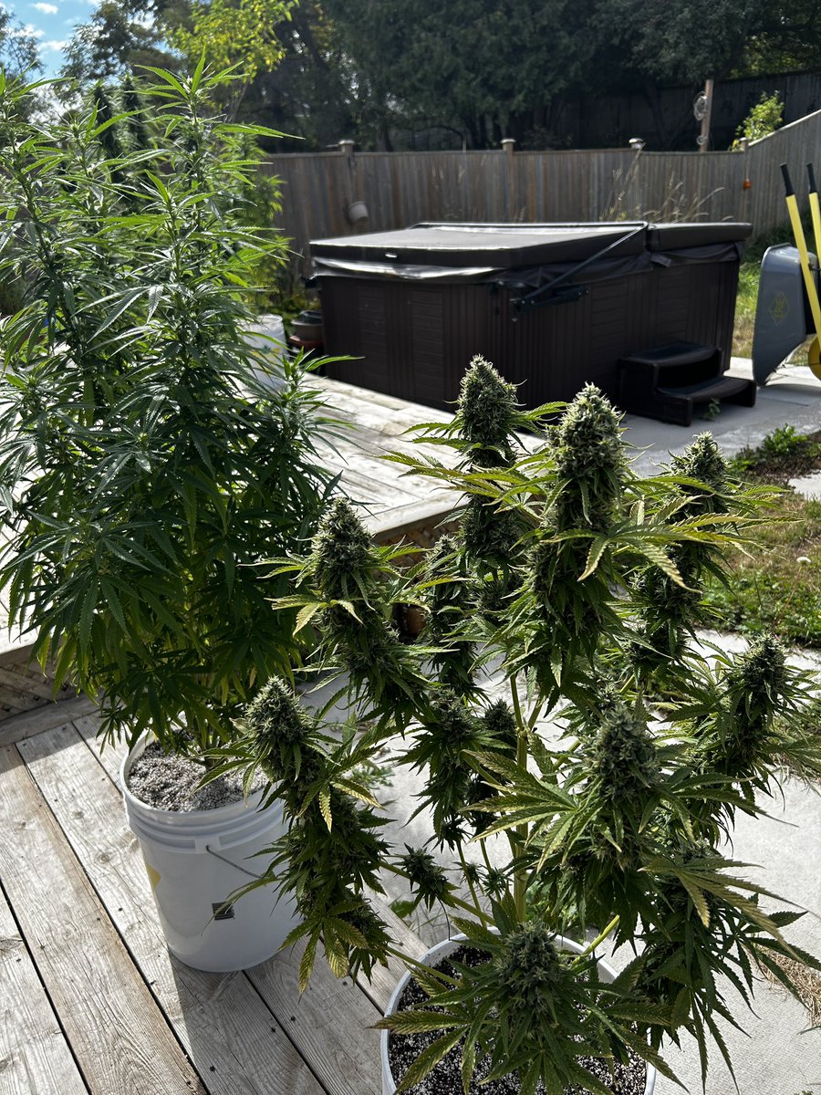 Aaaaaah the yield farmooor