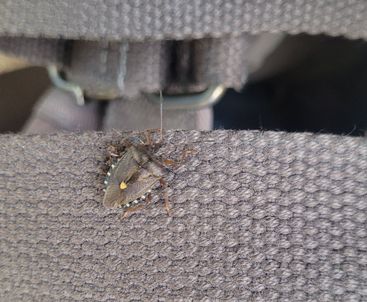 CountMoriarty's tweet photo. This camouflaged lad wouldn't get off my bag strap despite prodding so I just left him there and he had a little walk with me. https://t.co/3wbC3CK1P9