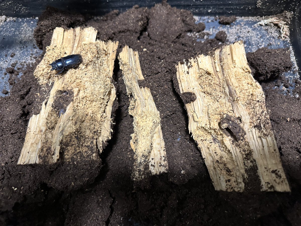 Sparkle Beetle (@BeetleSparkle) / Posts / X