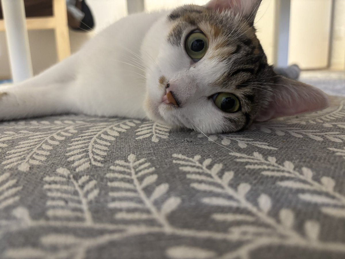 実家の集りでランチ会
行ってみたかった里山トランジット✨贅沢ランチプレート♪ズッキーニのフライが激うま🤤美味しいご飯にケーキ🧁明日からの仕事への活力だ