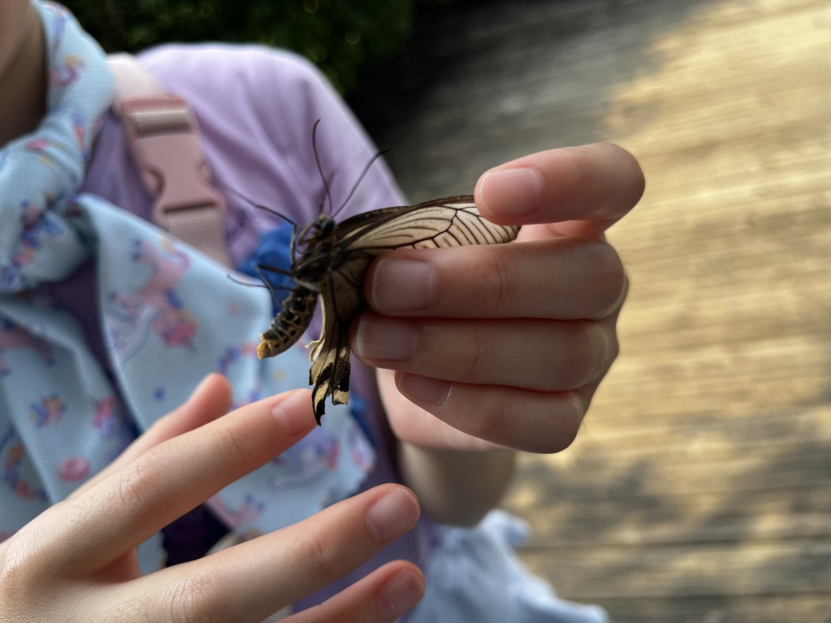 q_m9w's tweet photo. なんだろ…体は赤くないからジャコウアゲハではないのか（♀ならこんなもん?）、クロアゲハなのかな
後翅ボロボロで尾状突起がもはやない https://t.co/jnRExGc8WS