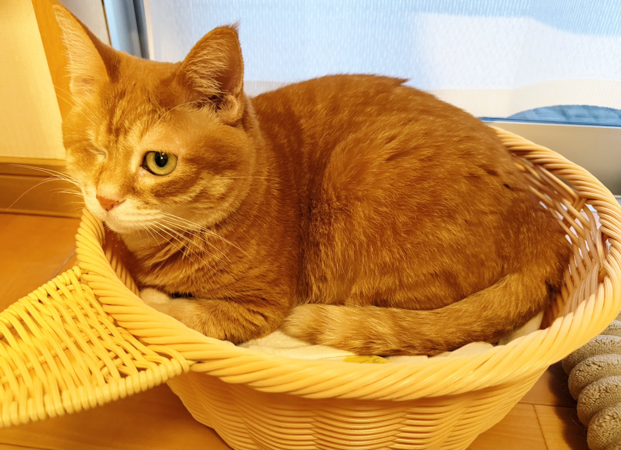 最高の猫 猫部長 on X: 