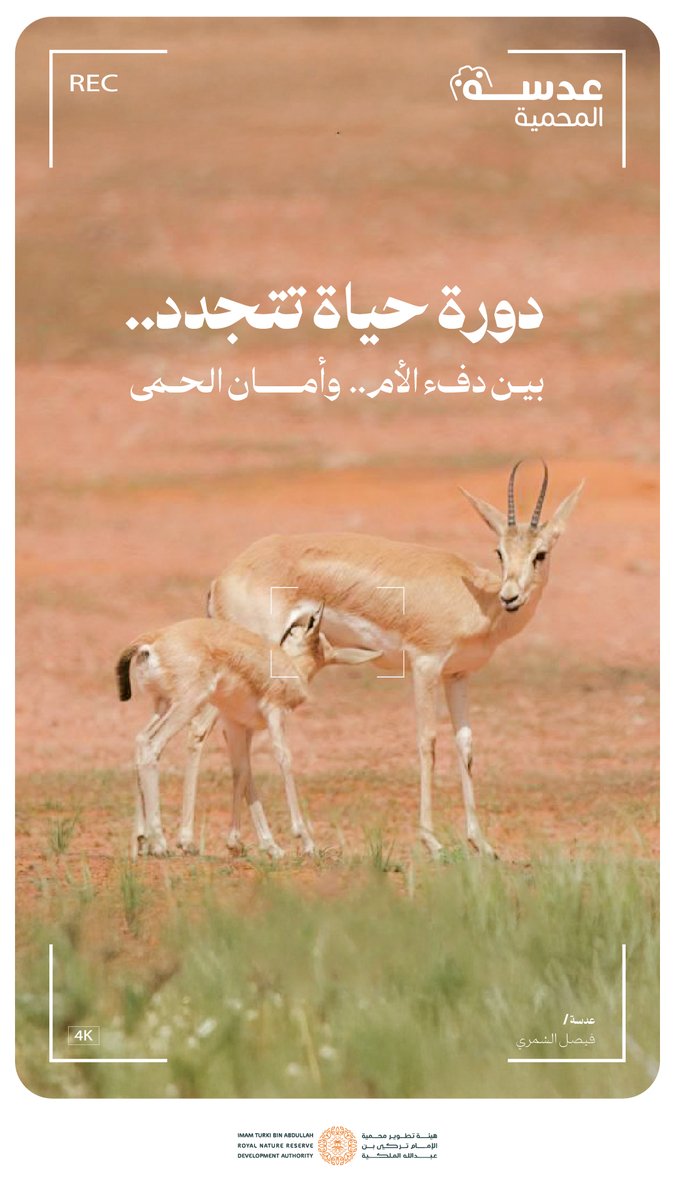 في لقطةٌ تُخلّد لحظة أمانٍ، غزلان الريم.. تبدأ قصة حياة جديدة.
