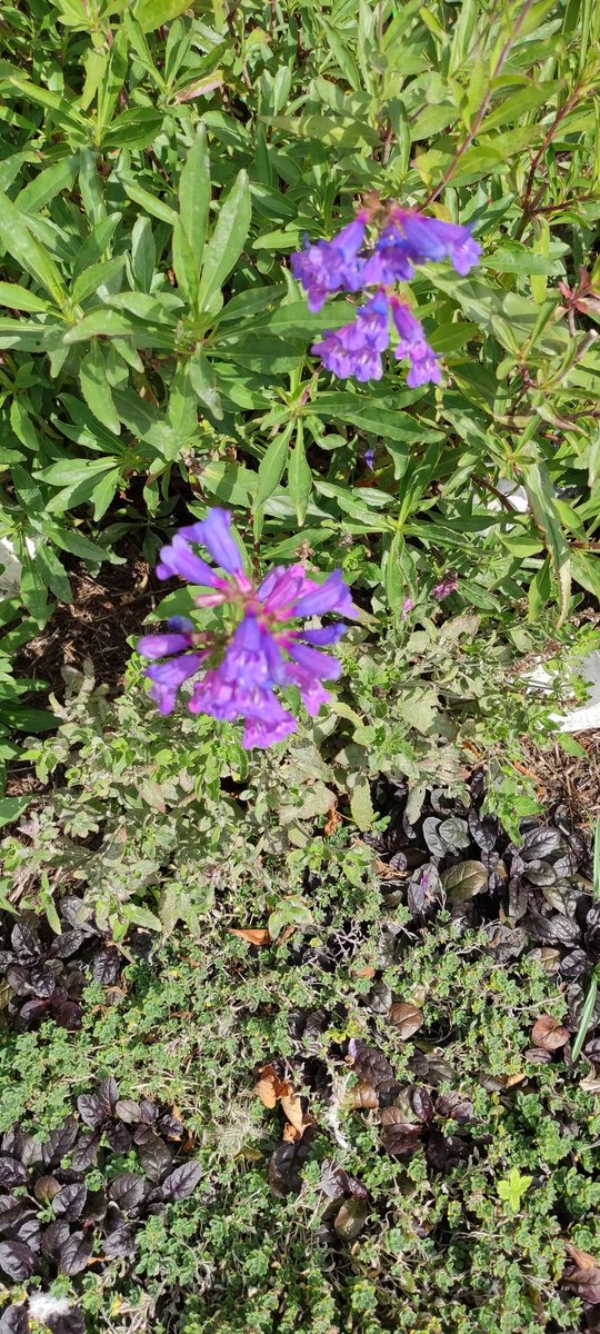 Still plenty of colour in the garden 🏡
